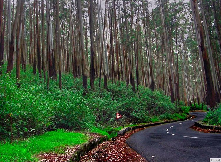 Travels in Kodaikanal | Tour Packages in Kodaikanal | Best Travels in Kodaikanal | Local Tour Packages in Kodaikanal | Kodaikanal Travels | Cab Rentals in Kodaikanal | Car Booking in Kodaikanal | Hotel in Kodaikanal | Cottages in Kodaikanal | Resorts in Kodaikanal | Hotels and Resorts in Kodikanal | Camp Fire in Kodiakanal | Kodaikanal Resorts | Kodaikanal Hotels | Group Tours | Corporate Tours | Kodaikanal Package Tours | Kodaikanal sightseeing tour package| kodaikanal local tours|Honeymoon Packages| Honeymoon package in kodaikanal|kodaikanal Tour package | Kodaikanal Tours | Kodaikanal Sightseeing | Kodaikanal | Kodaikanal Hotels | Kodaikanal Budget Hotels | Kodaikanal Economy Hotels | Kodaikanal |Kodaikanal Hotels rates below 500| Budget cottages in Kodaikanal with rates | Kodaikanal Car Rental |Car Rental Kodaikanal |Taxi in Kodaikanal | Kodaikanal Taxi Service | Kodaikanal Cabs |South India Tours | Madurai Tours | Rameshwaram Tours | Kanyakumari Tours | Munnar Tours | Alleppey tours | Kerala tours | Thekkady tours